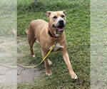 Small American Pit Bull Terrier Mix