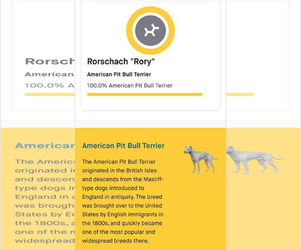 Medium Photo #4 American Pit Bull Terrier Puppy For Sale in Germantown, OH, USA