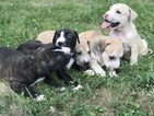Small American Bully Mikelands 