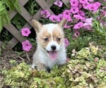 Small #3 Pembroke Welsh Corgi