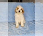 Puppy 1 Goldendoodle (Miniature)