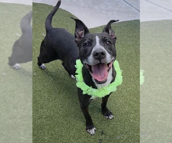 Medium Photo #1 American Staffordshire Terrier Puppy For Sale in Fort Lauderdale, FL, USA