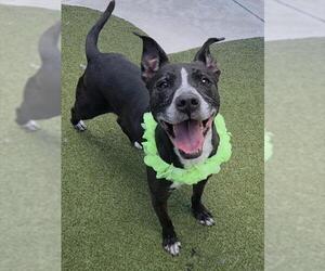 American Staffordshire Terrier Dogs for adoption in Fort Lauderdale, FL, USA