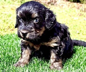 Medium Miniature Bernedoodle