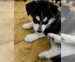 Small Photo #36 Siberian Husky Puppy For Sale in WASHBURN, WI, USA