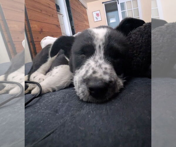 Medium Photo #2 Mutt Puppy For Sale in Garden City, NY, USA