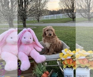 Goldendoodle Puppy for sale in PEEBLES, OH, USA