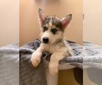 Small Photo #12 Siberian Husky Puppy For Sale in TRIMBLE, MO, USA
