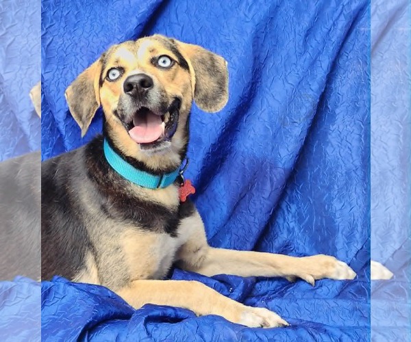 Medium Photo #4 Beagle-Siberian Husky Mix Puppy For Sale in Cuba, NY, USA