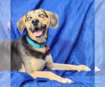 Small #3 Beagle-Siberian Husky Mix