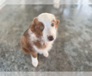 Miniature Australian Shepherd Puppy for sale in SWAN, TX, USA