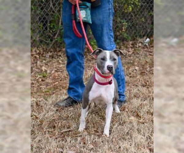 Medium Photo #2 Mutt Puppy For Sale in Glen Allen, VA, USA