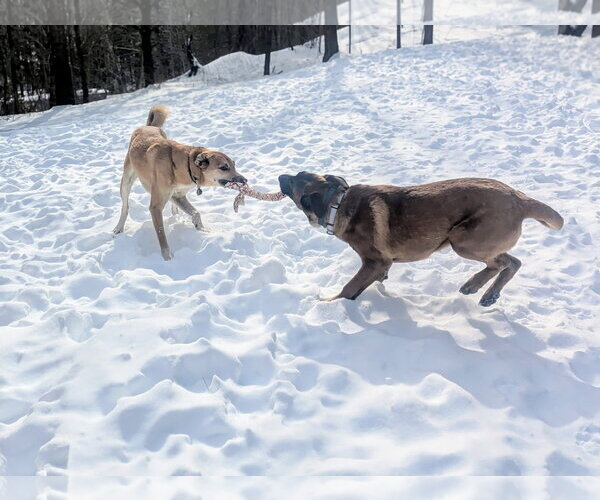 Medium Photo #11 German Shepherd Dog-Unknown Mix Puppy For Sale in Sebec, ME, USA