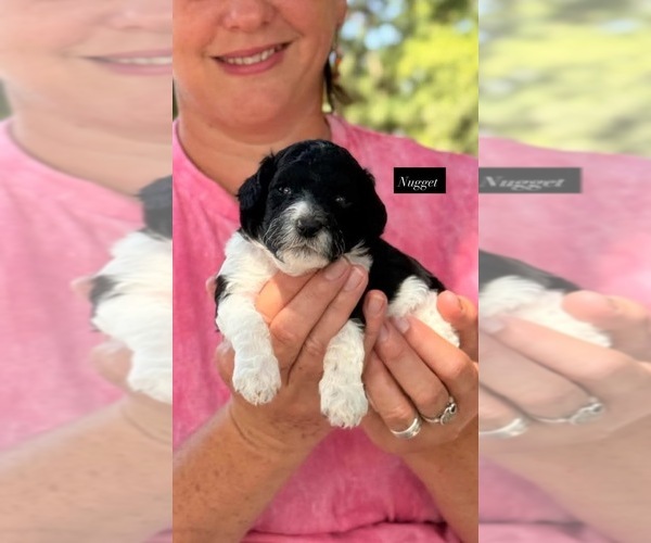 Medium Photo #2 Goldendoodle Puppy For Sale in HILLSBORO, TX, USA
