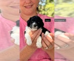 Small #1 Goldendoodle