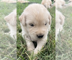 Golden Retriever Puppy for Sale in AUSTIN, Kentucky USA