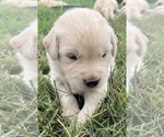 Image preview for Ad Listing. Nickname: Litter of 7
