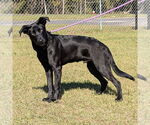 Small #2 Labrador Retriever Mix