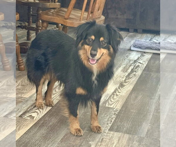 Medium Photo #1 Australian Shepherd Puppy For Sale in Mooresville, NC, USA