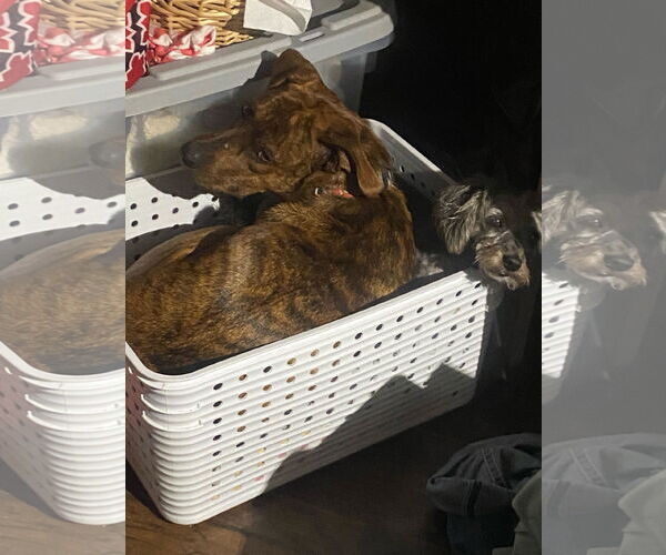 Medium Photo #7 Mutt Puppy For Sale in Holly Springs, NC, USA