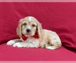 Small Photo #2 Cocker Spaniel Puppy For Sale in DELTA, PA, USA
