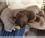 Small Photo #11 Labrador Retriever Puppy For Sale in BONAIRE, GA, USA