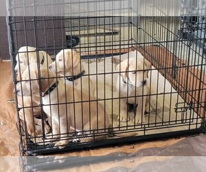 Labrador Retriever Puppy for sale in ROLLING PRAIRIE, IN, USA