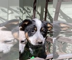 Small #2 Australian Cattle Dog