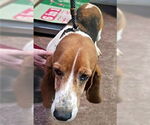 Small #5 Basset Hound