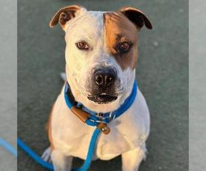 Mutt Dogs for adoption in Las Vegas, NV, USA