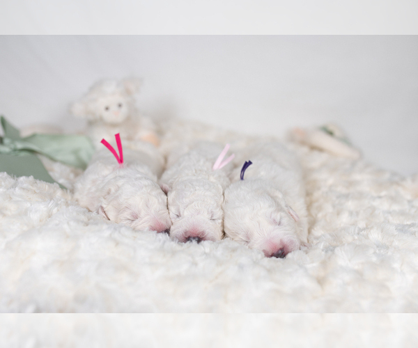 Medium Photo #13 Great Pyrenees Puppy For Sale in CONWAY, MO, USA