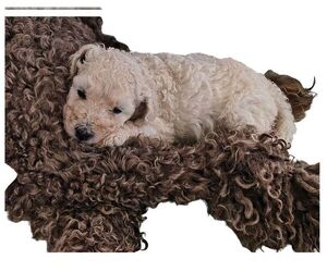 Medium Poodle (Standard)