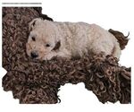 Puppy 1 Poodle (Standard)