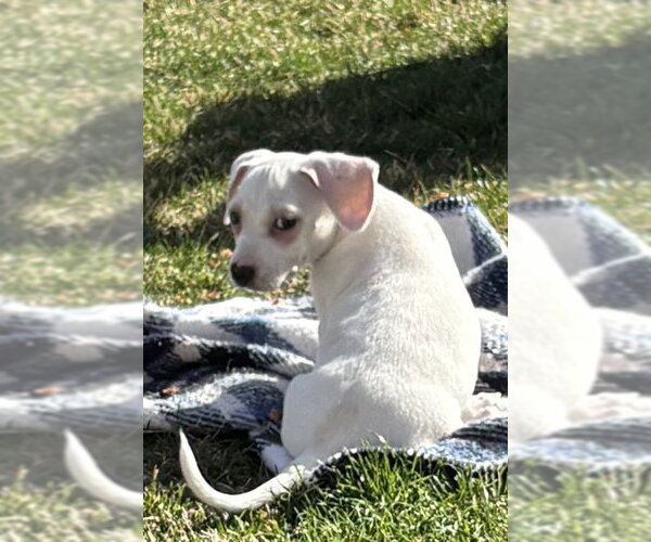 Medium Photo #8 Chiweenie Puppy For Sale in Sandy, UT, USA