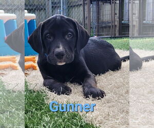 Labrador Retriever-Unknown Mix Dogs for adoption in Des Moines, IA, USA