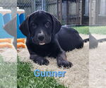 Small Labrador Retriever Mix