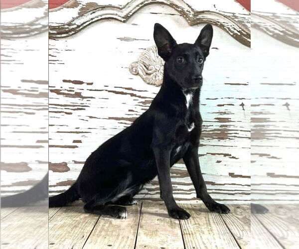 Medium Photo #2 Mutt Puppy For Sale in Boonton, NJ, USA
