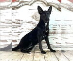 Small #1 Mutt