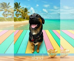 Rottweiler-Unknown Mix Dogs for adoption in Houston, TX, USA