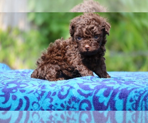 Medium Photo #3 Poodle (Toy) Puppy For Sale in DYERSBURG, TN, USA