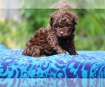 Small #2 Poodle (Toy)