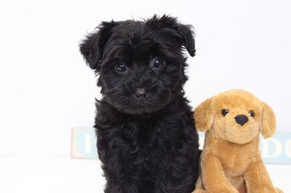YorkiePoo Puppy for sale in NAPLES, FL, USA