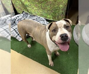American Pit Bull Terrier Dogs for adoption in Chula Vista, CA, USA