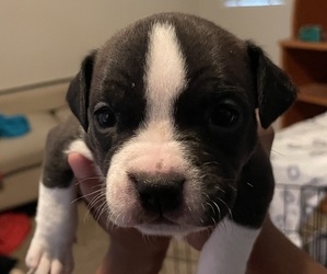 American Pit Bull Terrier-American Pugabull Mix Puppy for sale in SURPRISE, AZ, USA