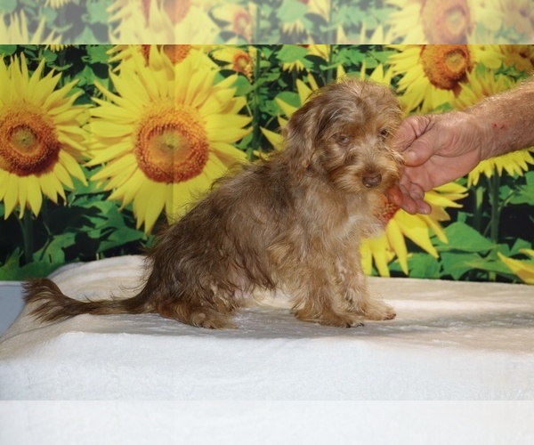Medium Photo #11 Yorkiepoo mix (+ Poodle Toy) Puppy For Sale in DYERSBURG, TN, USA