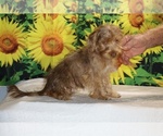 Colt - Male Yorkiepoo mix (+ Poodle Toy) Puppy for Sale - Photo #11
