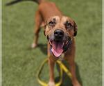 Small American Pit Bull Terrier Mix