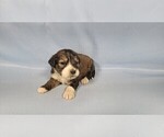 Small #11 Bernedoodle (Miniature)