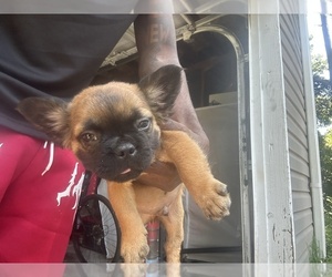 French Bulldog Puppy for sale in SNELLVILLE, GA, USA