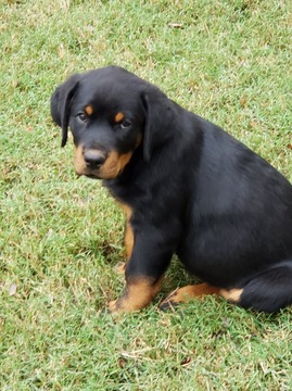 Medium Photo #5 Rottweiler Puppy For Sale in WESLEY, AR, USA